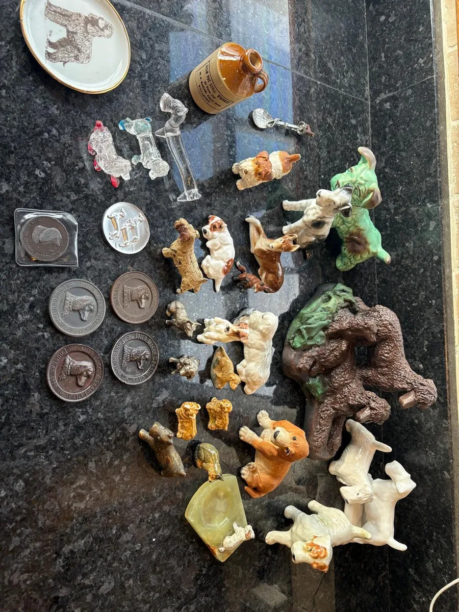 Dog  about 30 came out of old cabinet in old house