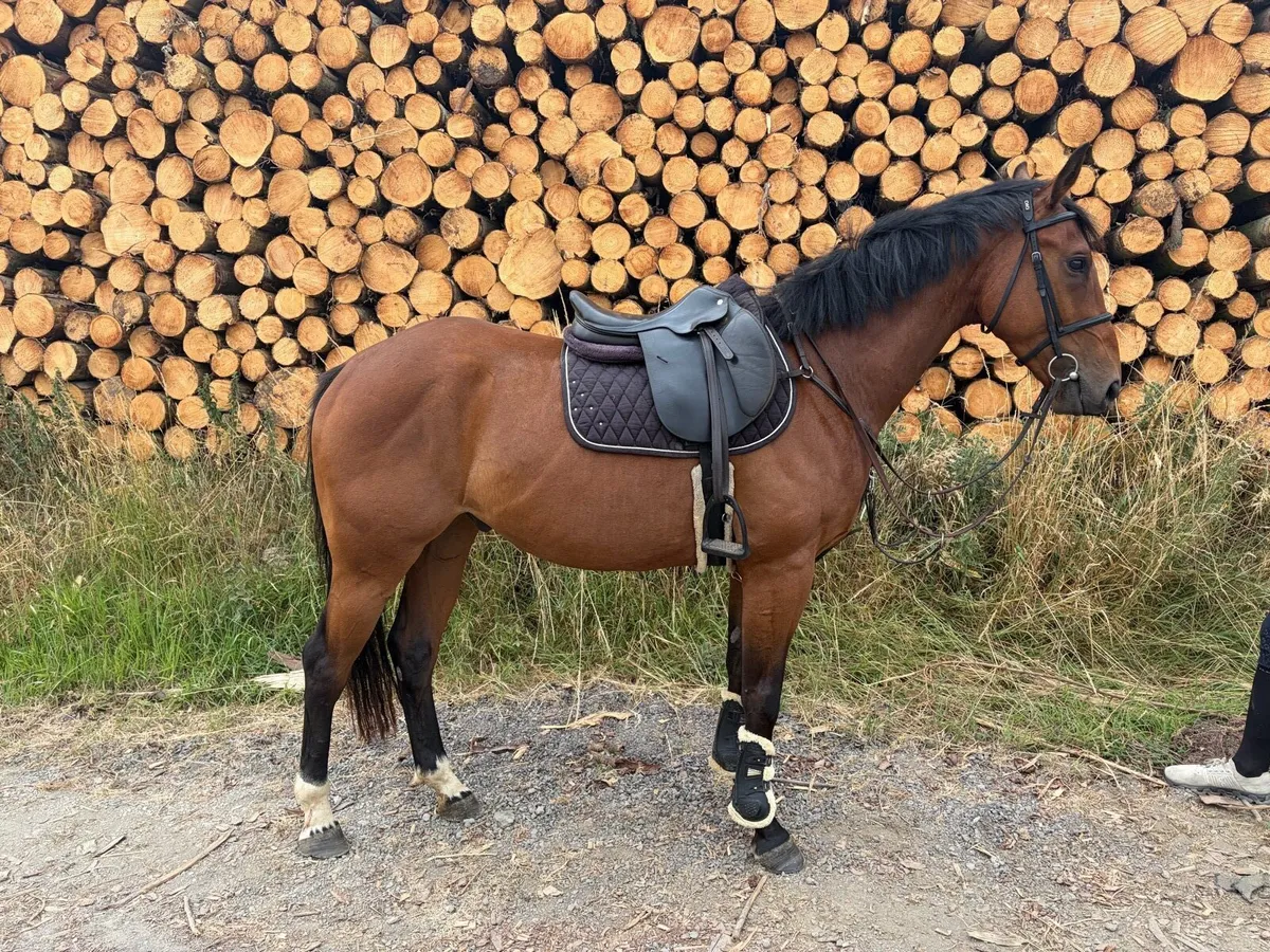 Exceptional 4-Year-Old Gelding - Image 4