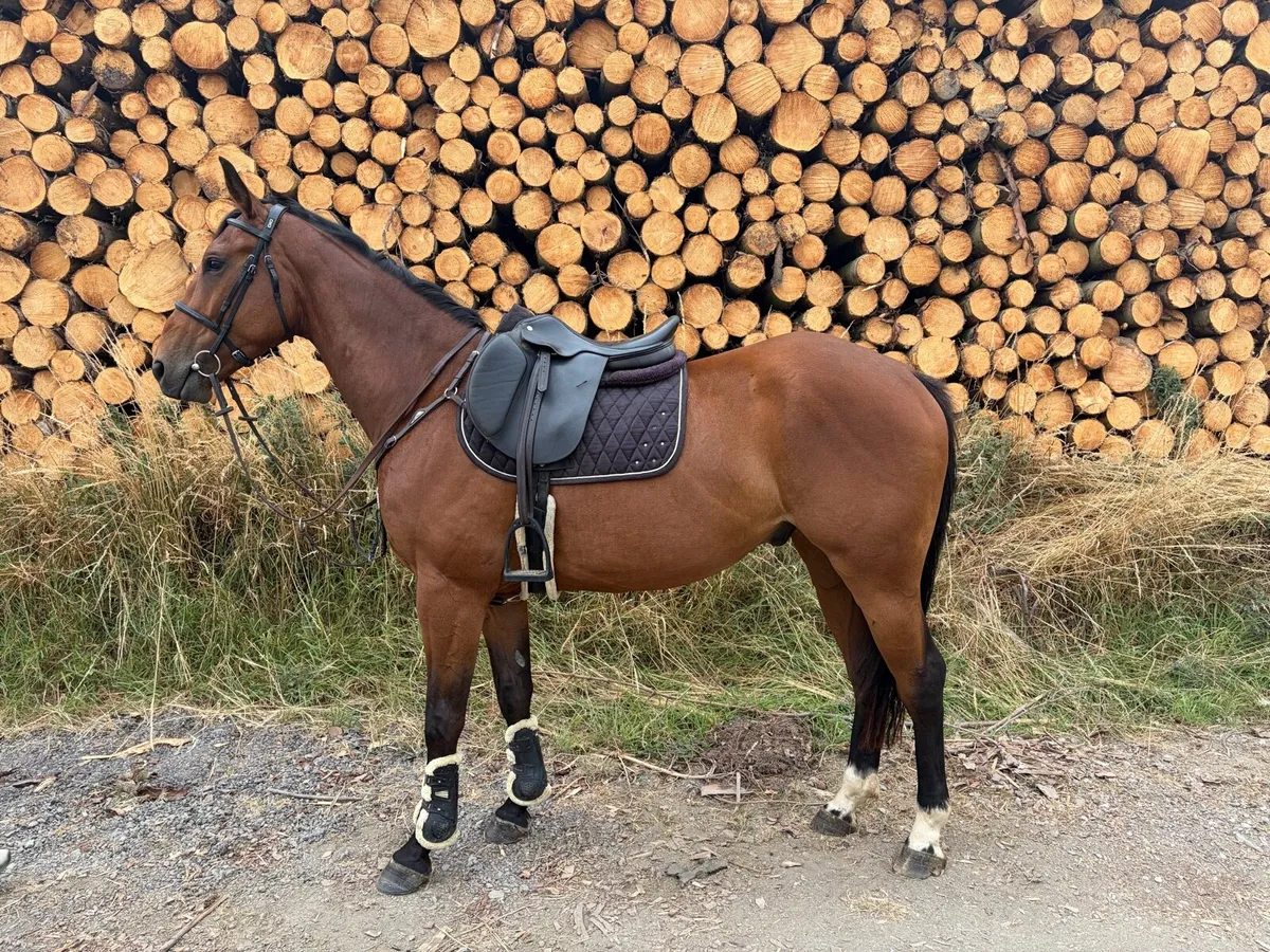 Exceptional 4-Year-Old Gelding - Image 1