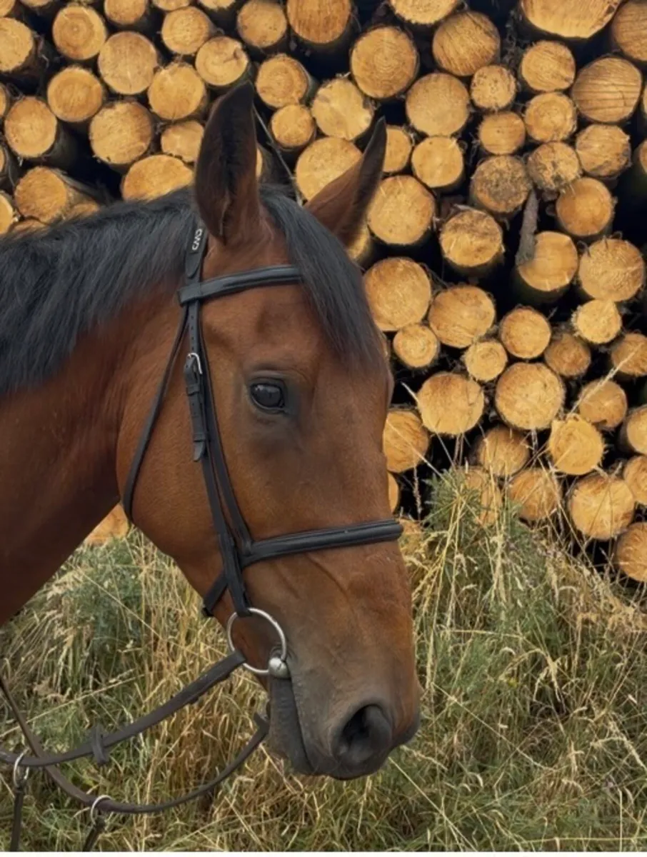 Exceptional 4-Year-Old Gelding - Image 3