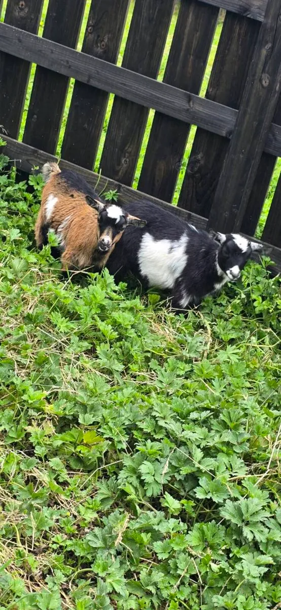 Pygmy Goat Female Kids - Image 1
