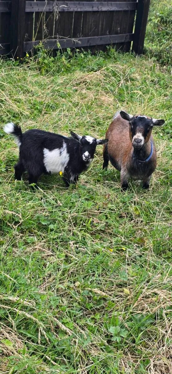 Pygmy Goat Female Kids - Image 2
