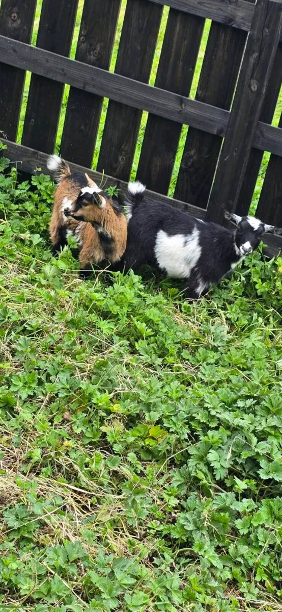 Pygmy Goat Female Kids - Image 3