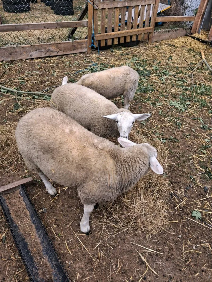 Hand Reared texel lambs - Image 1