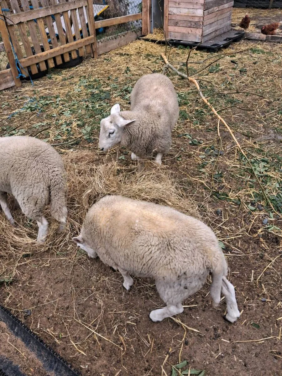 Hand Reared texel lambs - Image 2