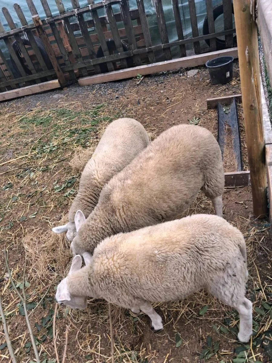 Hand Reared texel lambs - Image 3