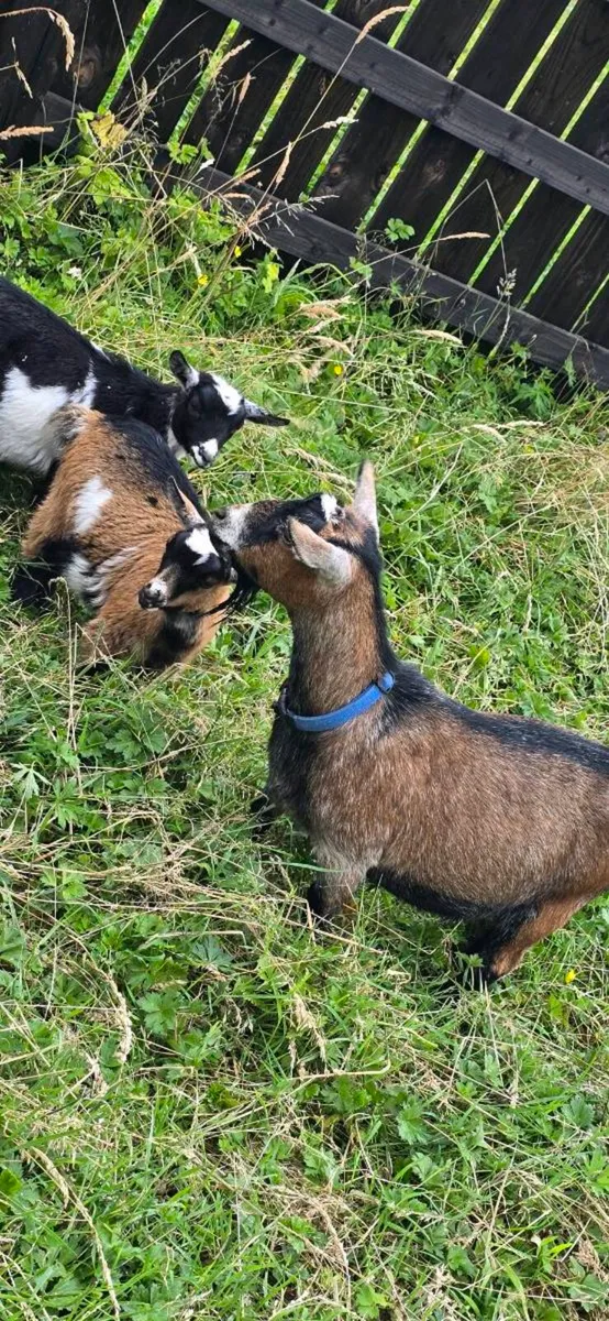 Pygmy Goat Female Kids - Image 4