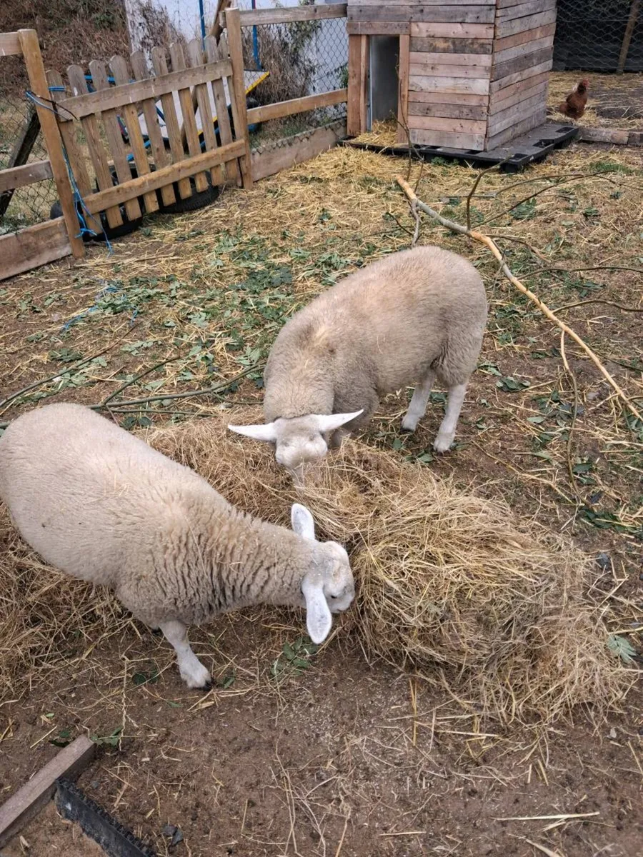 Hand Reared texel lambs - Image 4