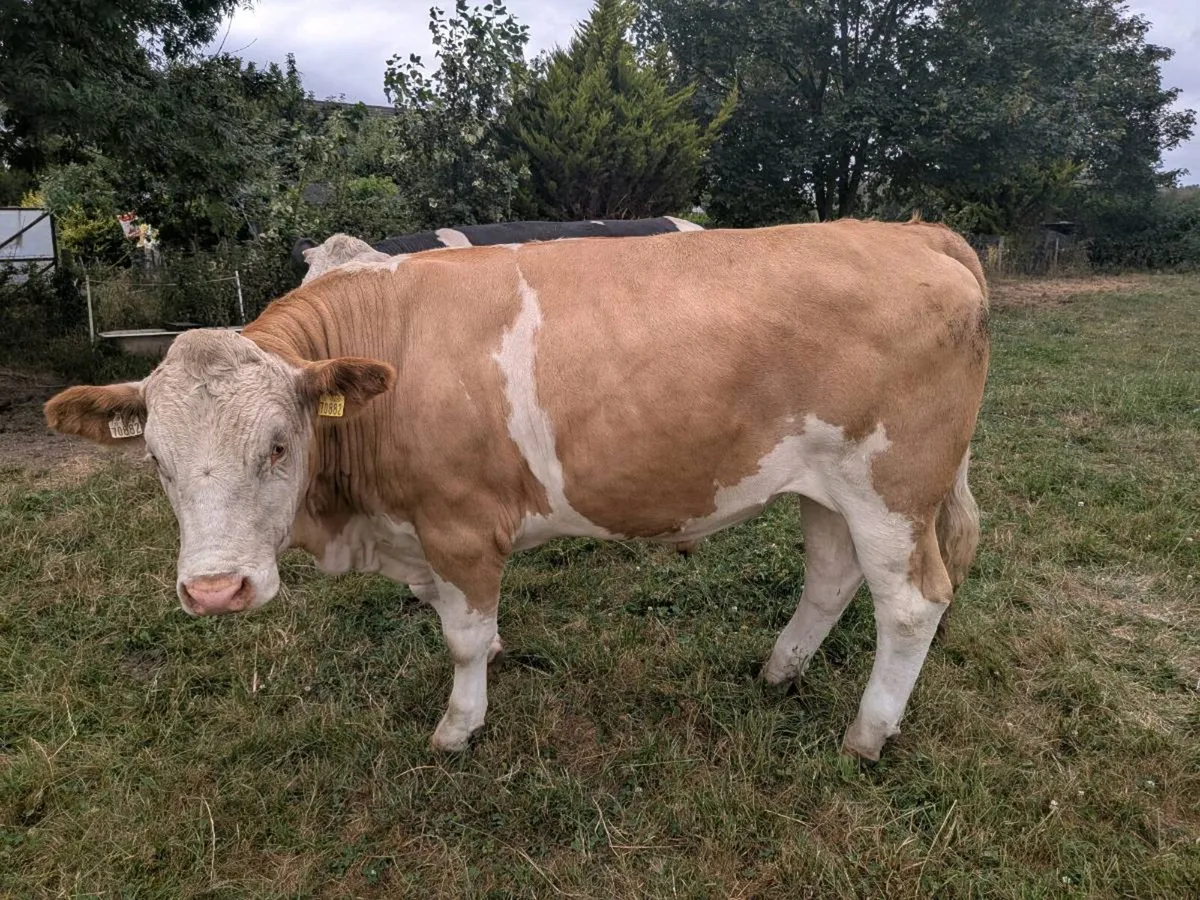 Organic Bullocks - Image 1