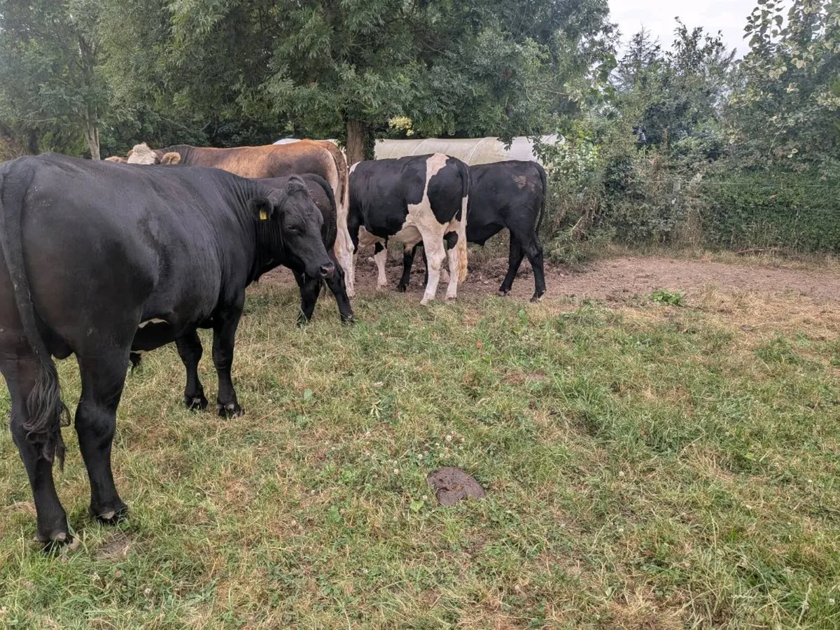 Organic Bullocks - Image 2