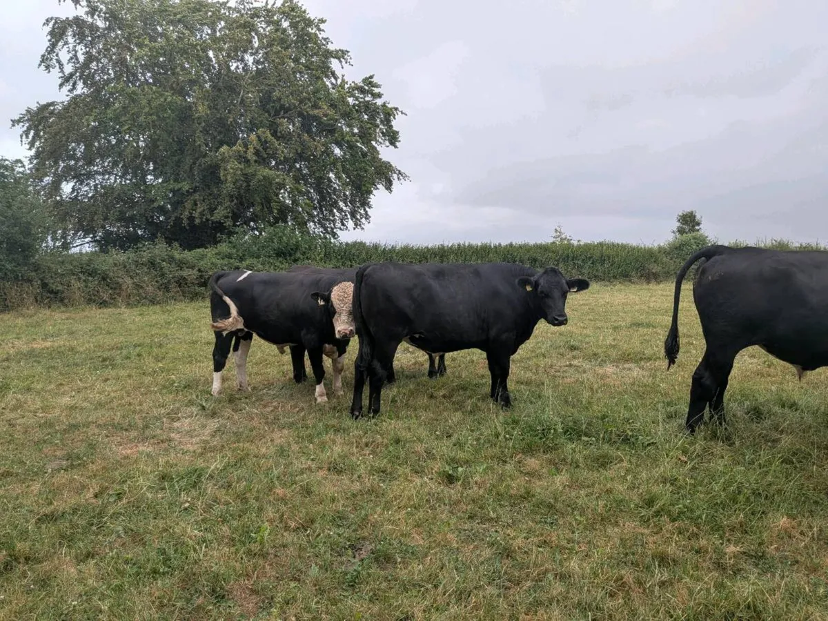 Organic Bullocks - Image 4
