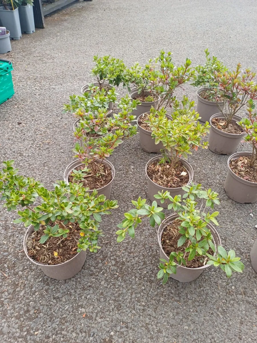 Clearance Price, Top Quality Azaleas - Image 2