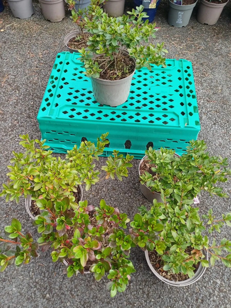 Clearance Price, Top Quality Azaleas - Image 3