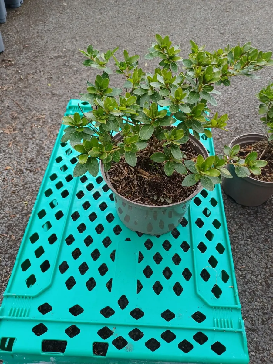 Clearance Price, Top Quality Azaleas - Image 1