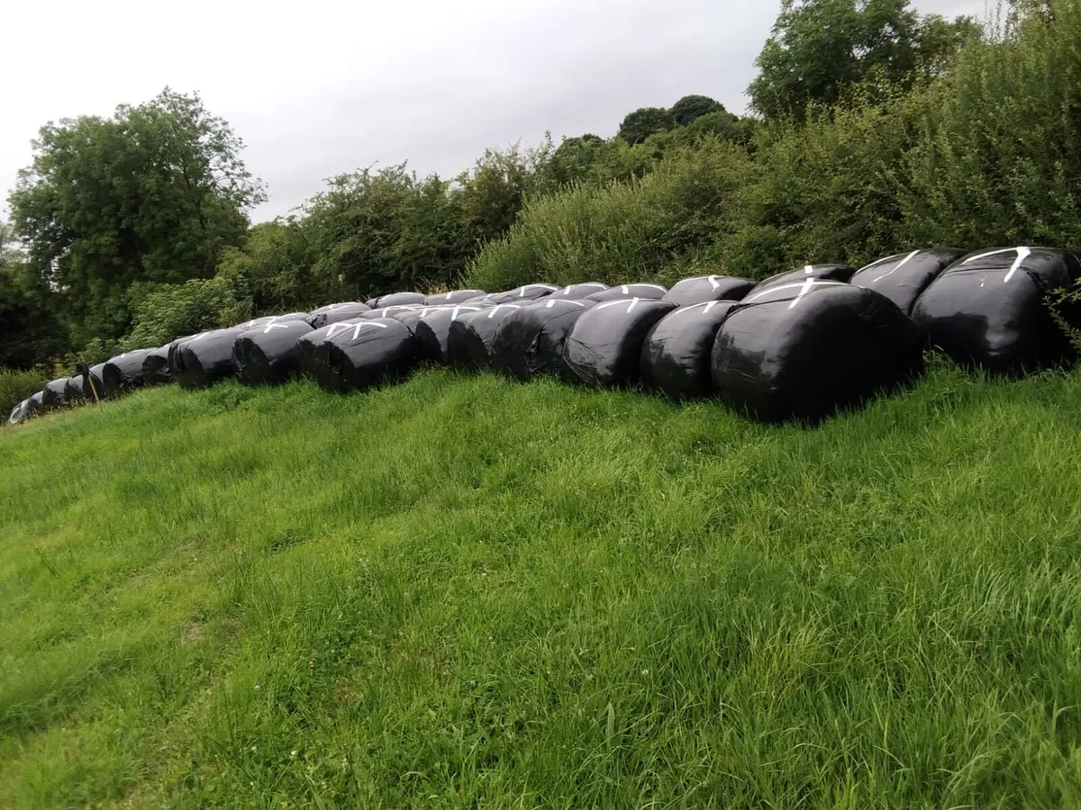 Silage bales - Image 1