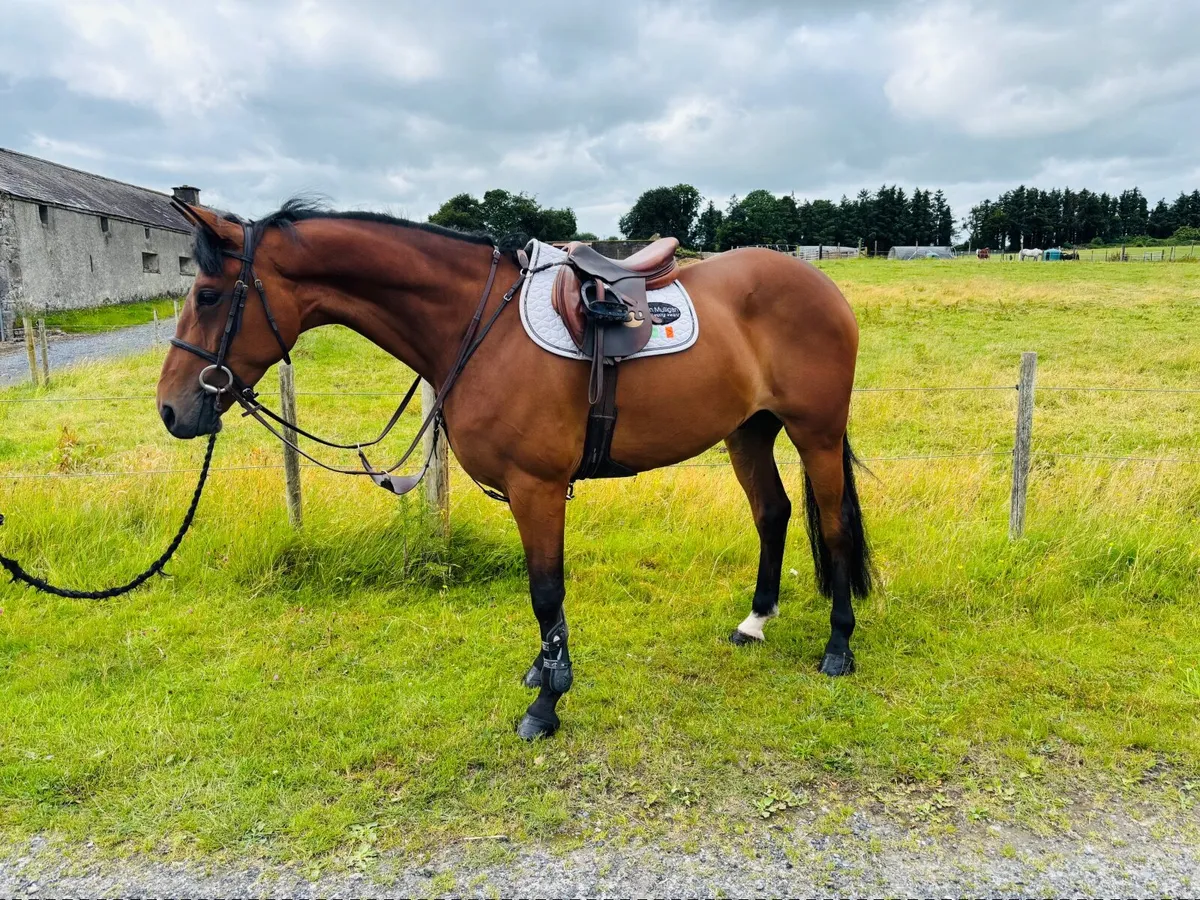 Horse - Image 1