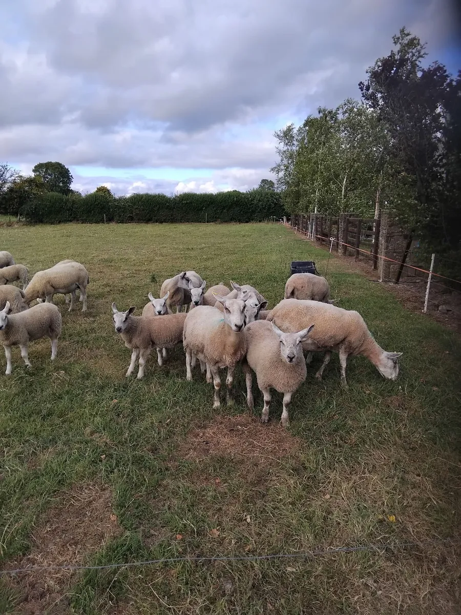 Ewes with lambs at foot - Image 1