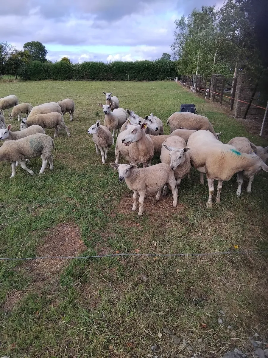 Ewes with lambs at foot - Image 2
