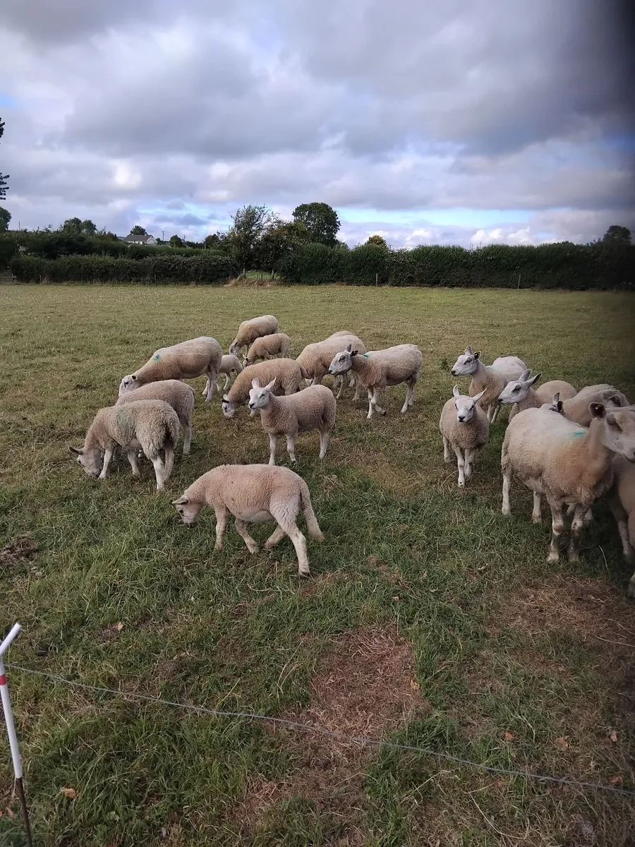 Ewes with lambs at foot - Image 3