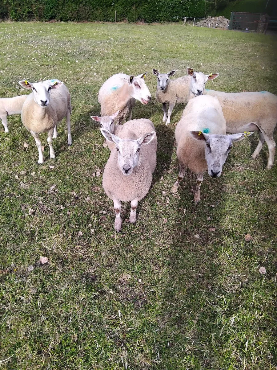 Ewes with lambs at foot - Image 4