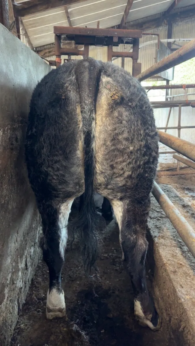 ⭐️Incalf Hybrid Blue X Lim Heifer⭐️ - Image 2