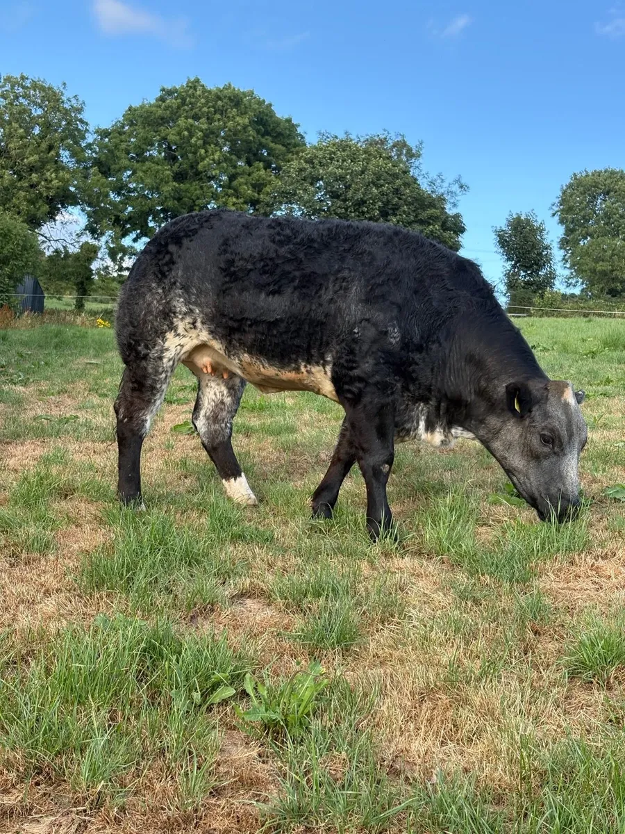 ⭐️Incalf Hybrid Blue X Lim Heifer⭐️ - Image 1