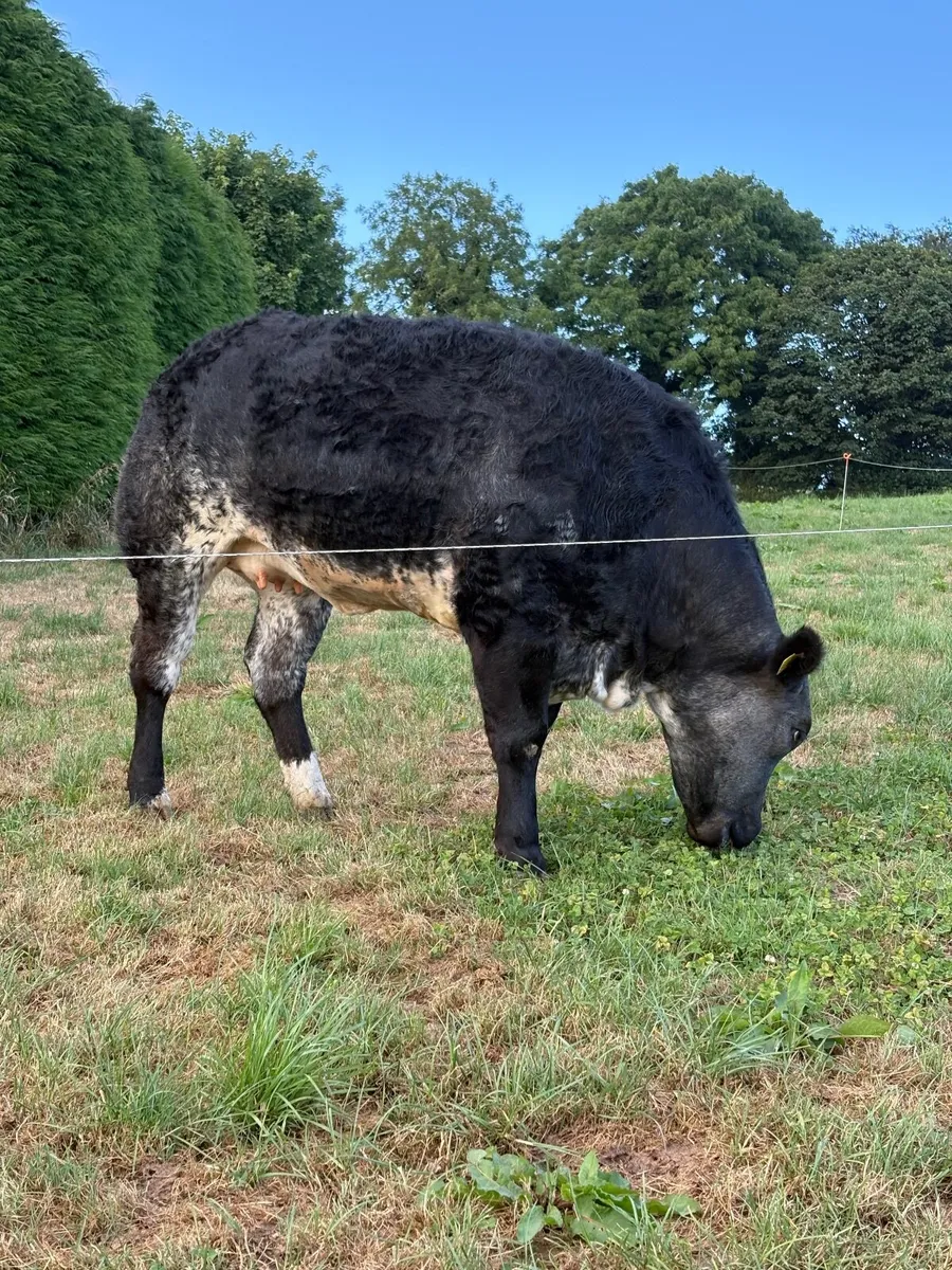 ⭐️Incalf Hybrid Blue X Lim Heifer⭐️ - Image 3