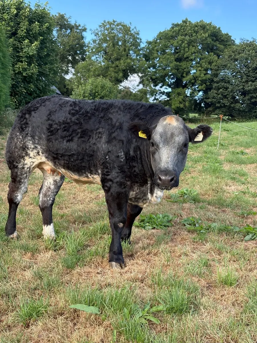 ⭐️Incalf Hybrid Blue X Lim Heifer⭐️ - Image 4