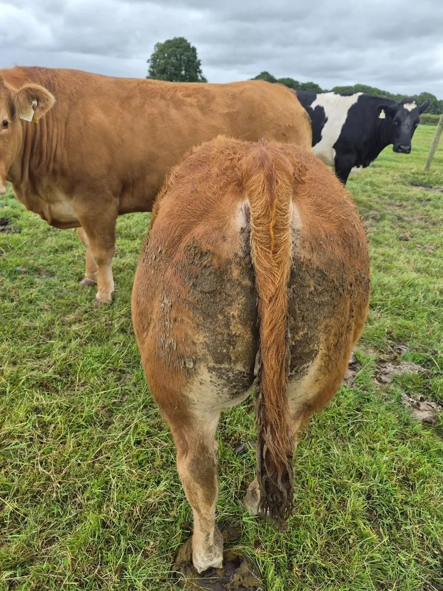 Beef cattle - Image 1