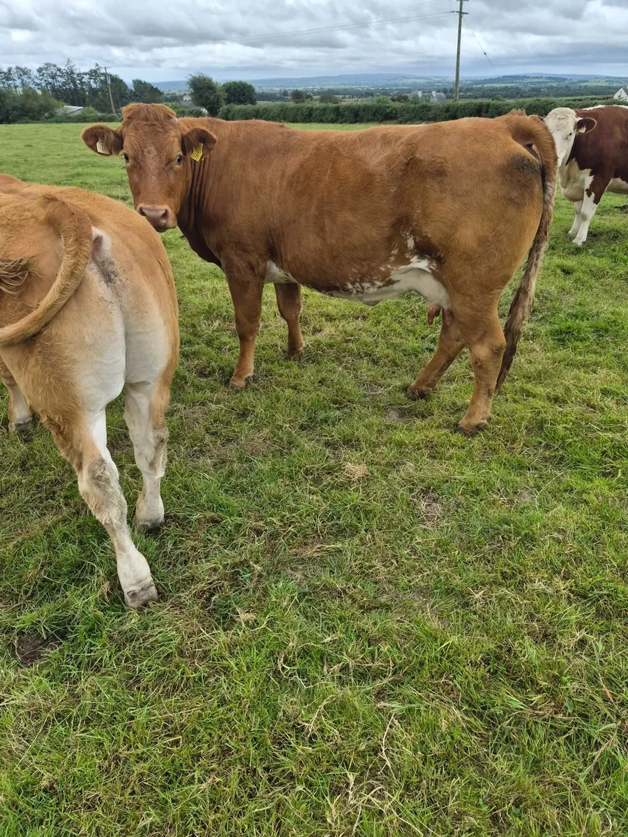 Beef cattle - Image 2