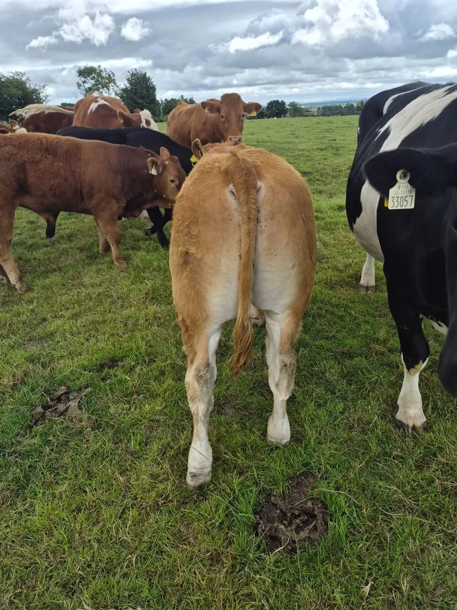 Beef cattle - Image 3