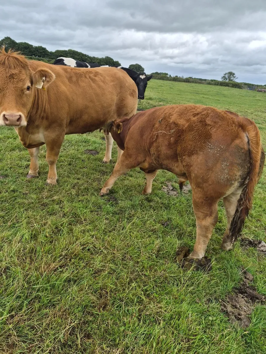 Beef cattle - Image 4