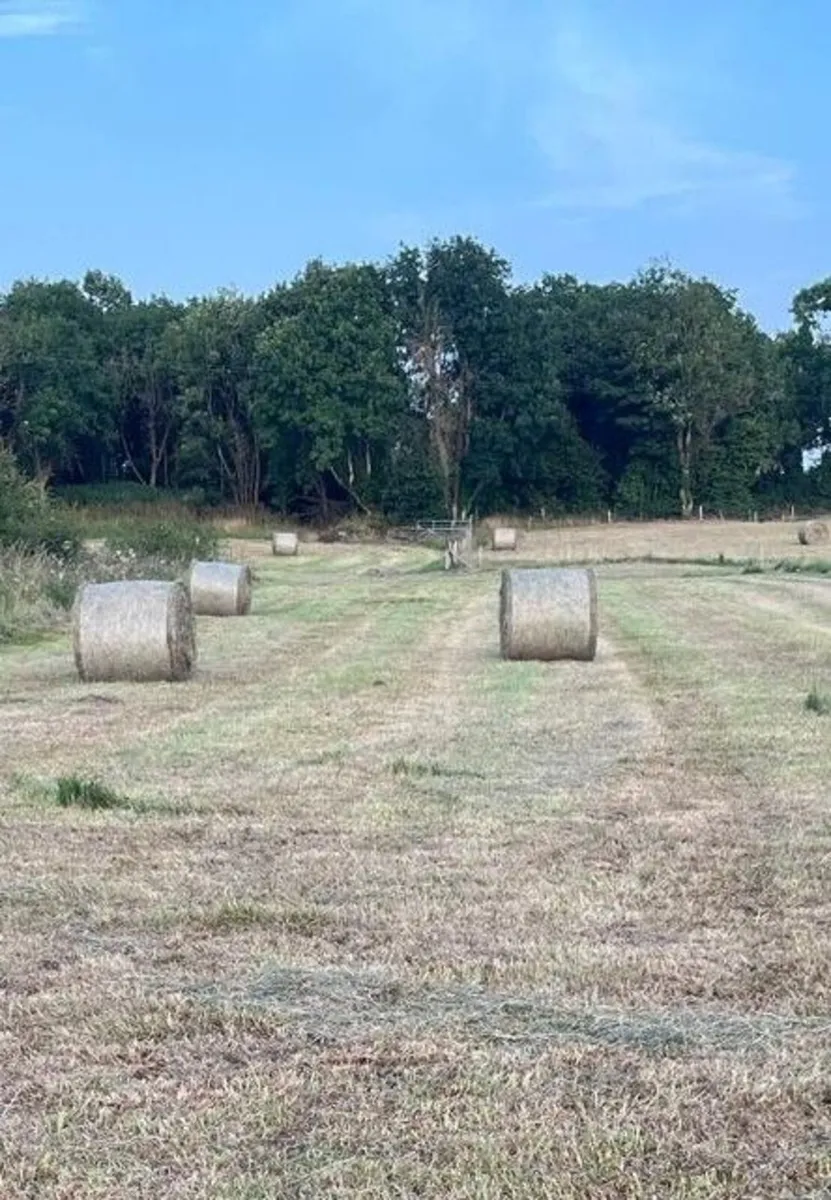 hay