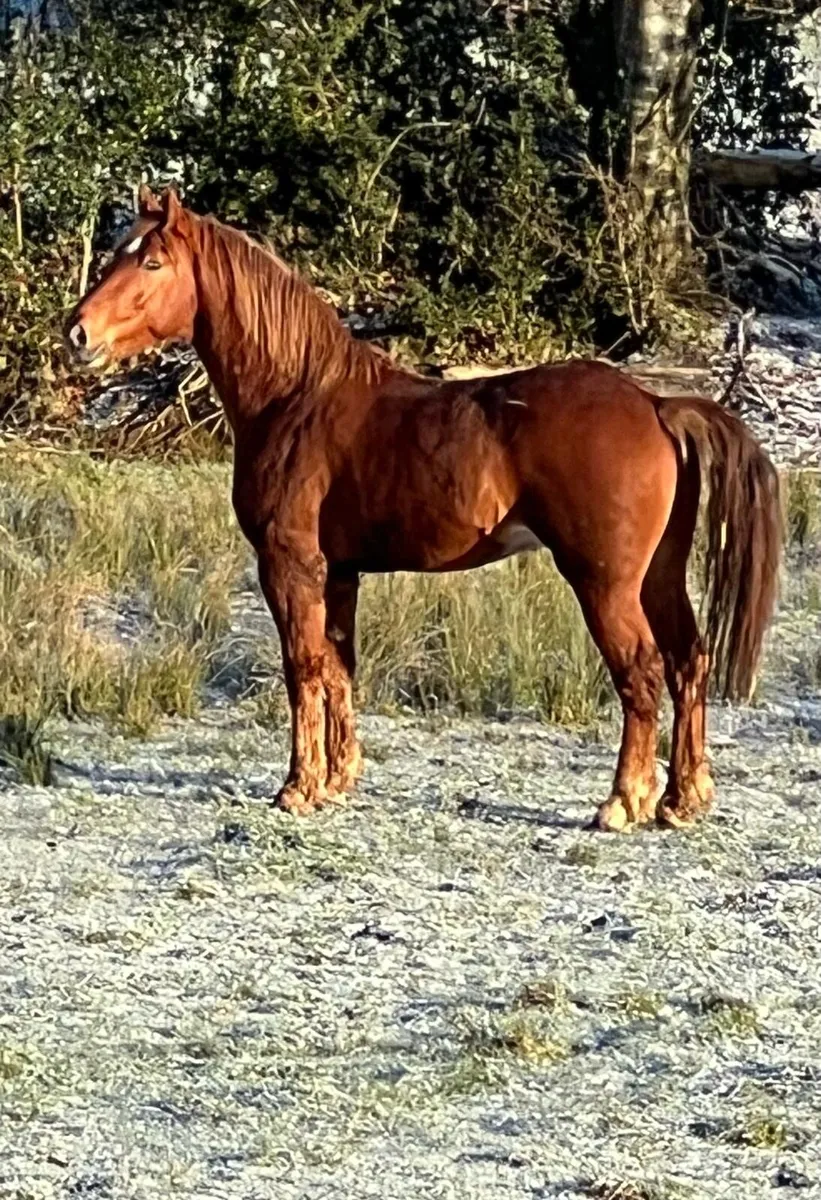 3 year old Draught Skewbald Colt - Image 1