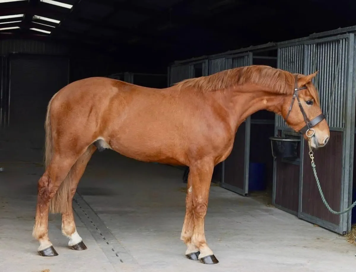 3 year old Draught Skewbald Colt - Image 2