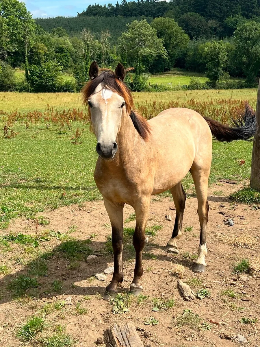 3 year old Draught Skewbald Colt - Image 3