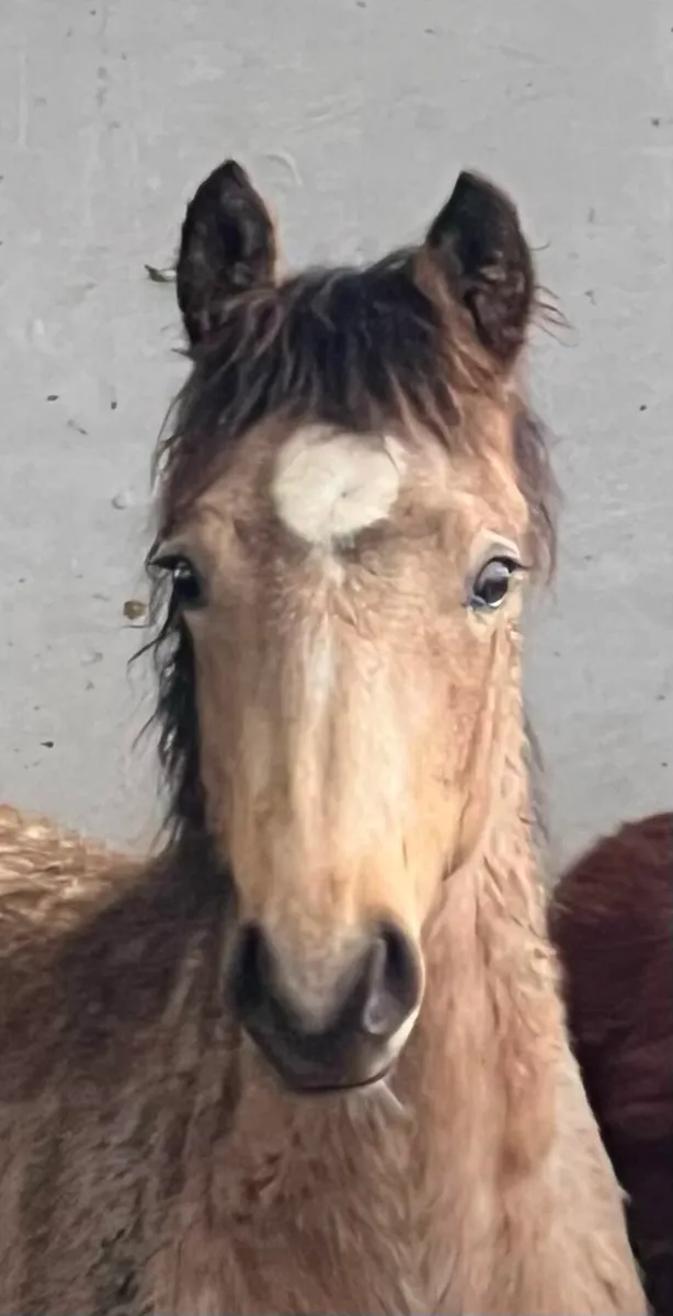3 year old Draught Skewbald Colt - Image 4