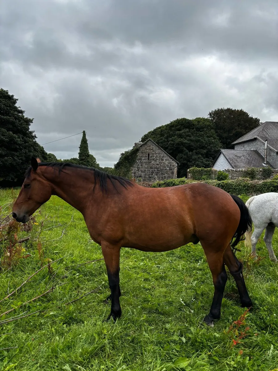 Irish Draft Gelding - Image 2