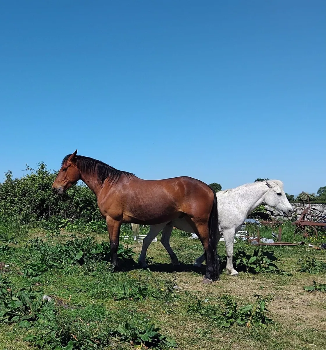 Irish Draft Gelding - Image 3