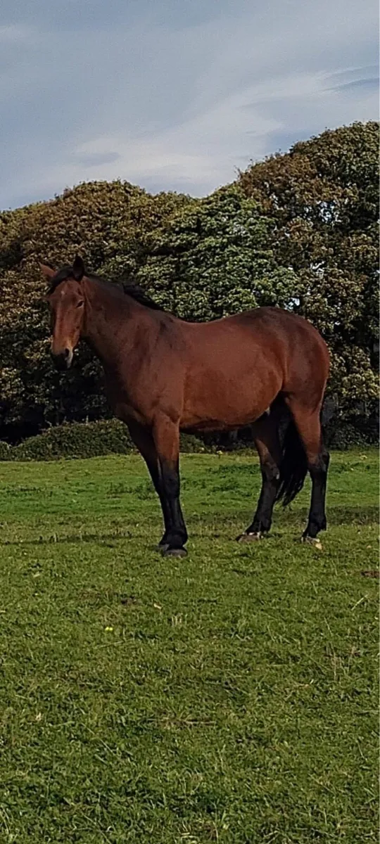 Irish Draft Gelding - Image 1