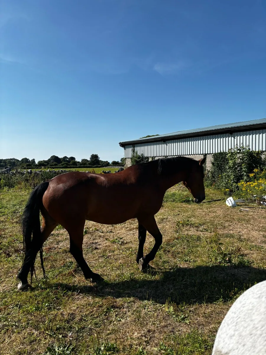 Irish Draft Gelding - Image 4
