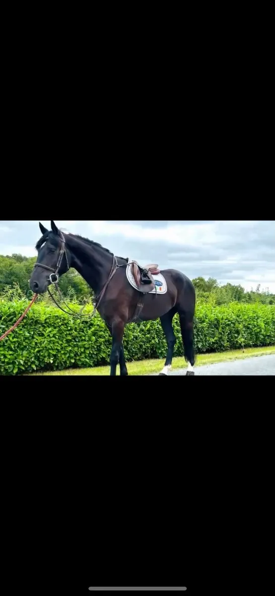 4 YO Gelding By Sligo Candy Boy-Cavan Sales- Lot92 - Image 1