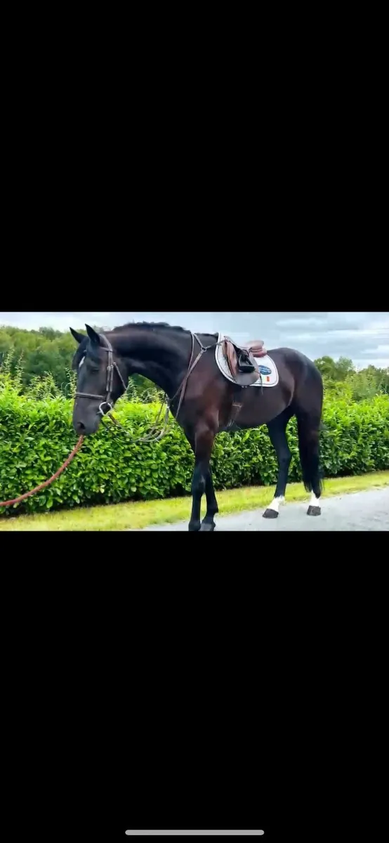 4 YO Gelding By Sligo Candy Boy-Cavan Sales- Lot92 - Image 3