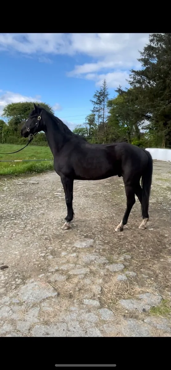 4 YO Gelding By Sligo Candy Boy-Cavan Sales- Lot92 - Image 4