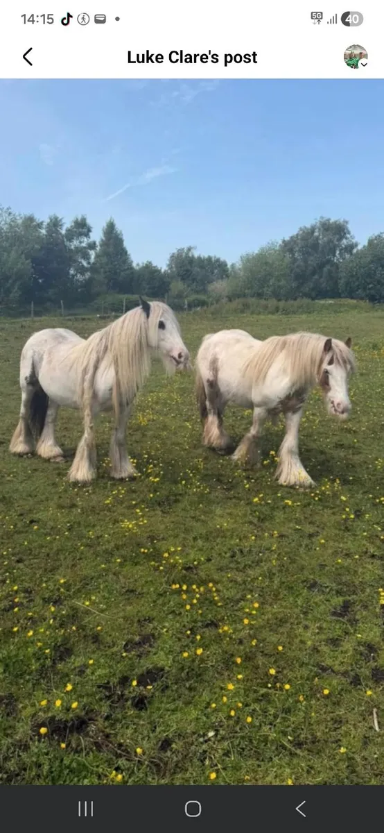 Gypsy cobs - Image 1