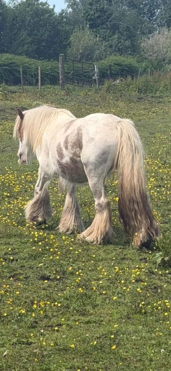 Gypsy cobs - Image 2