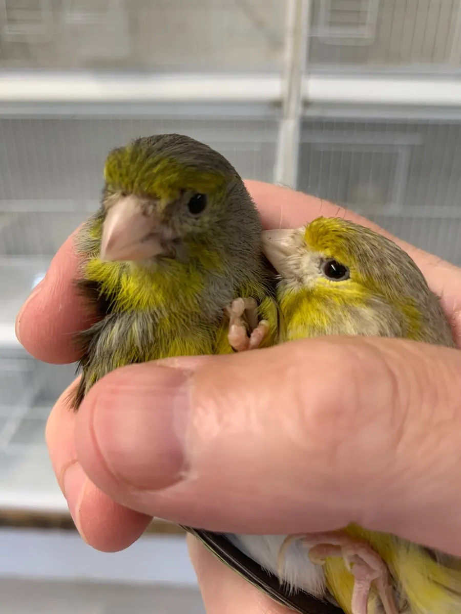 Canaries - Image 2