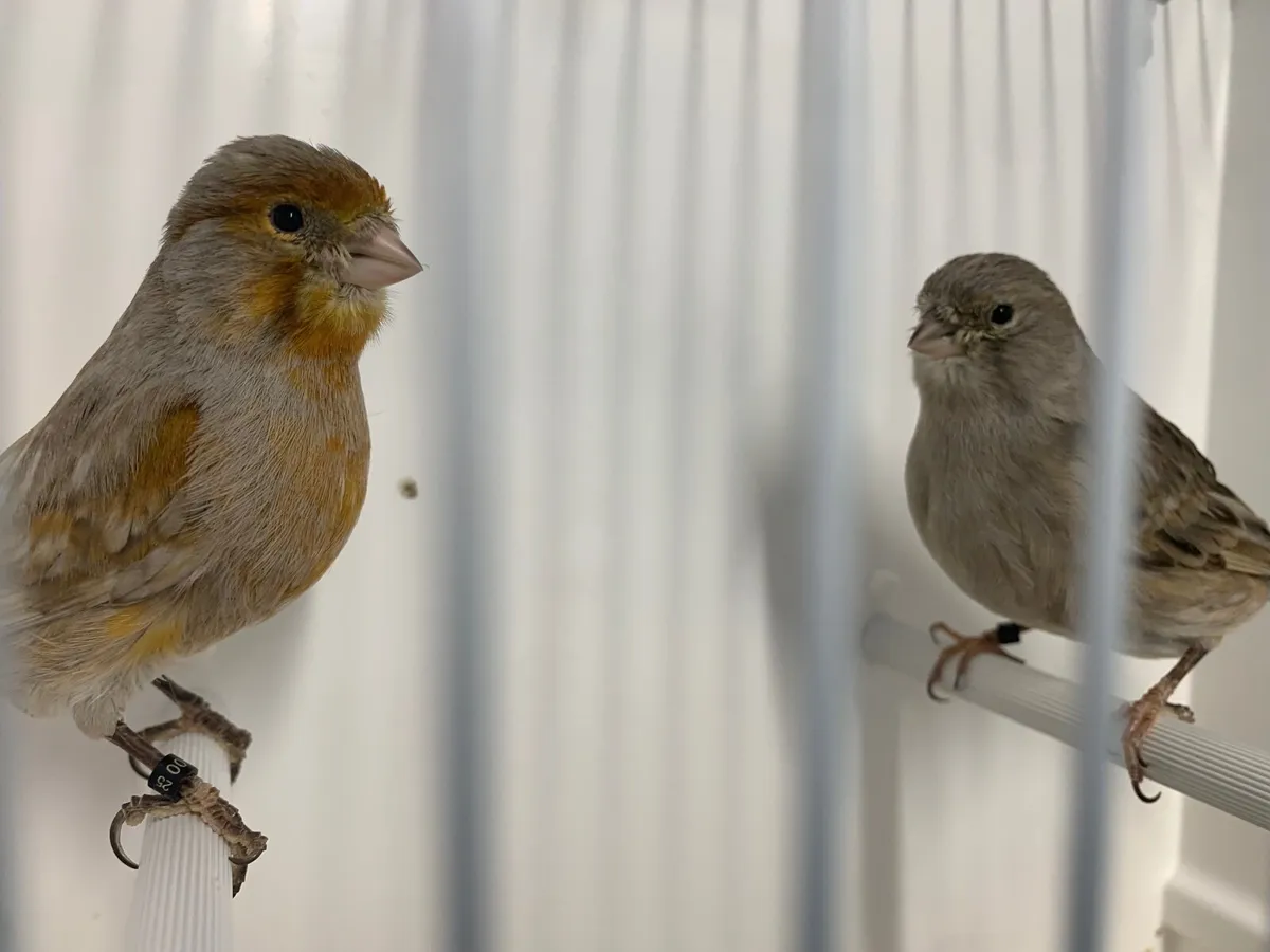 Canaries - Image 1