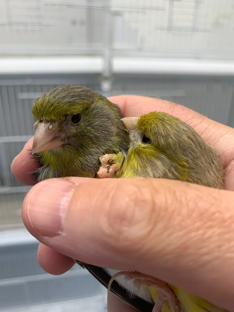 Canaries - Image 3