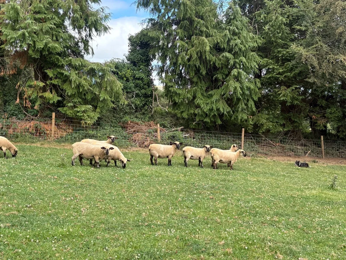Hampshire down ewes - Image 2